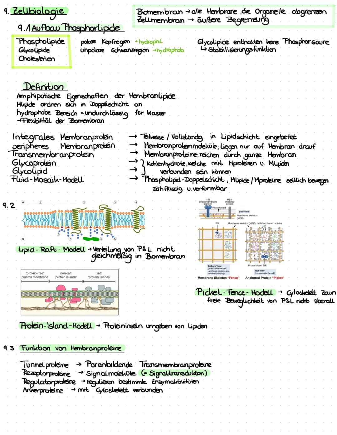 3. ATP
→
- Lebewesen sind aus Zellen aufgebaut
- Einzeller (wie Bakterien, Euglena Pantoffeltier,....) bestehen aus 1 Zelle, die alle Lebens