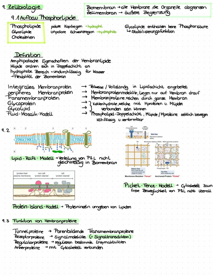 3. ATP
→
- Lebewesen sind aus Zellen aufgebaut
- Einzeller (wie Bakterien, Euglena Pantoffeltier,....) bestehen aus 1 Zelle, die alle Lebens