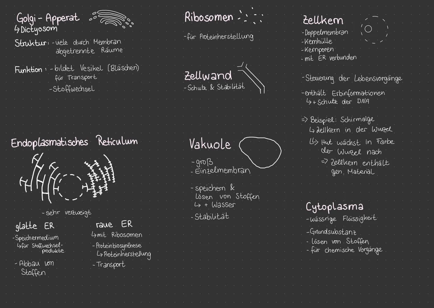 Prokaryoten
nicht vorhanden
einzellig
DNA haploid
-DNA frei im Cytoplasma
Bspw Eukaryote
Tierzelle
Zellkern
a) Kernporen.
6) Kem körperchen-