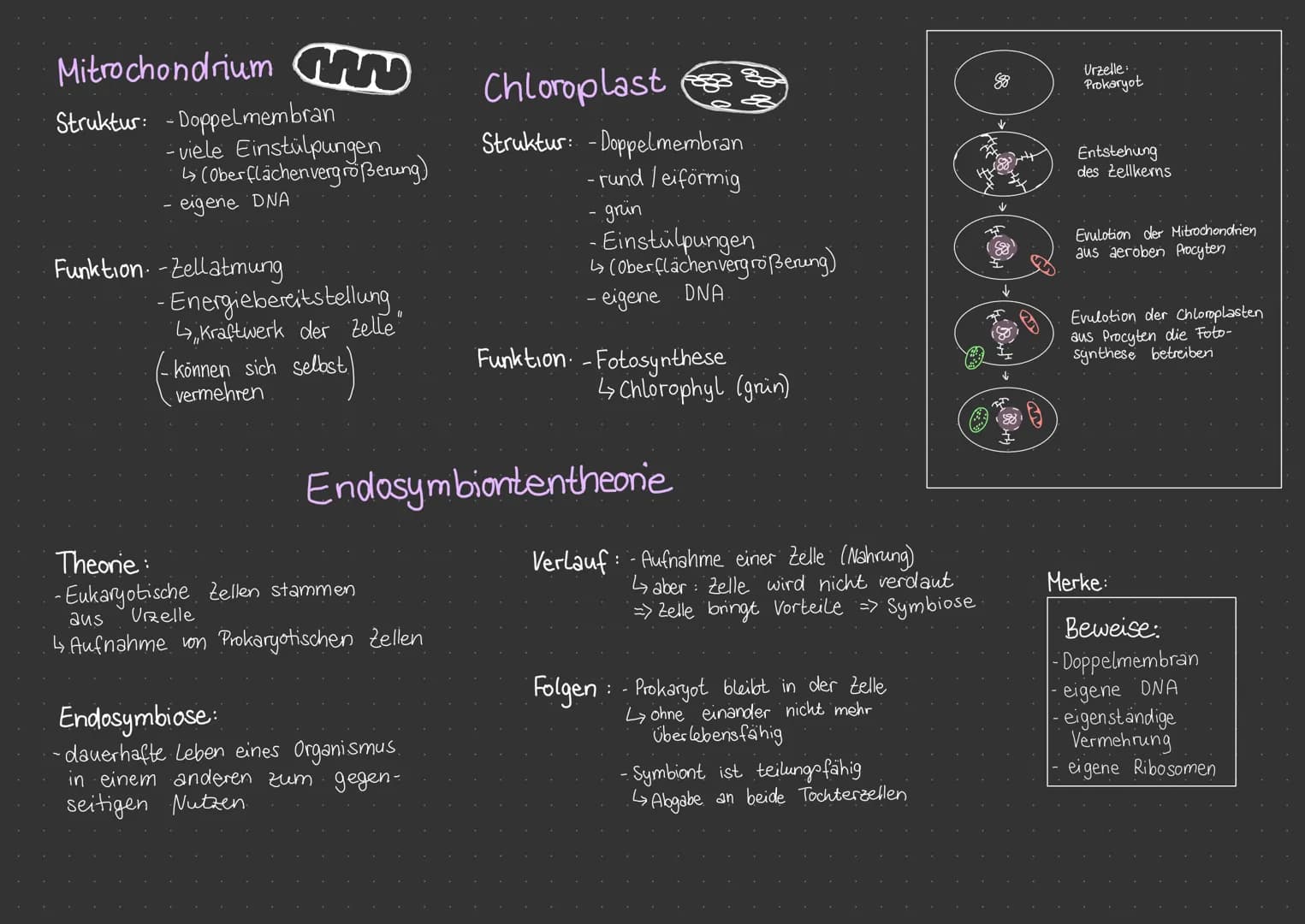 Prokaryoten
nicht vorhanden
einzellig
DNA haploid
-DNA frei im Cytoplasma
Bspw Eukaryote
Tierzelle
Zellkern
a) Kernporen.
6) Kem körperchen-