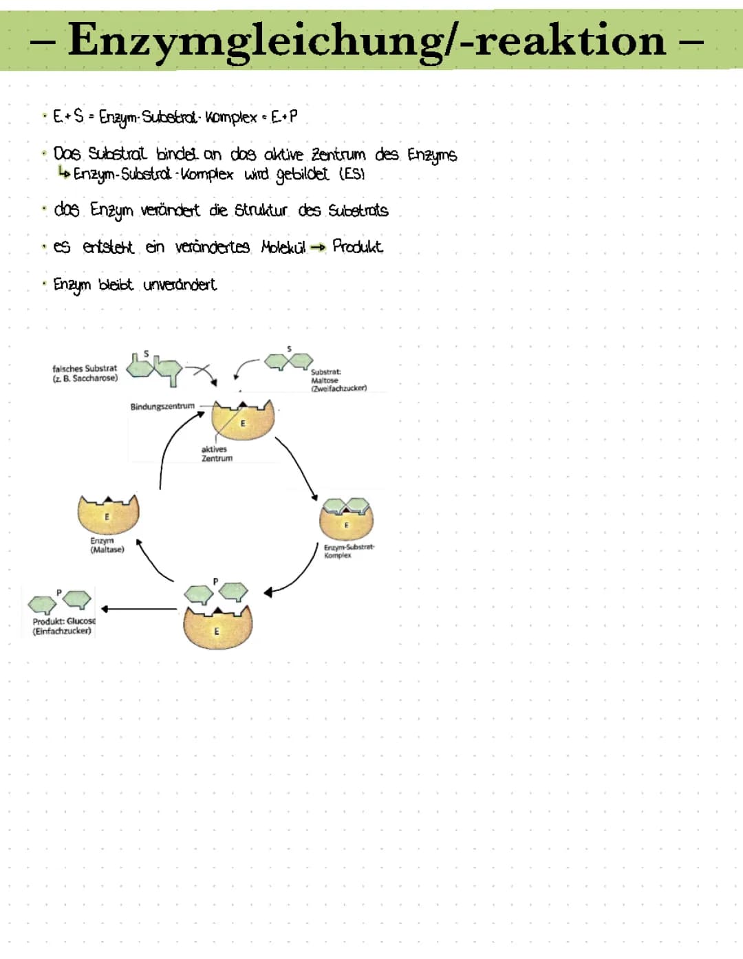 Enzyme Bio 