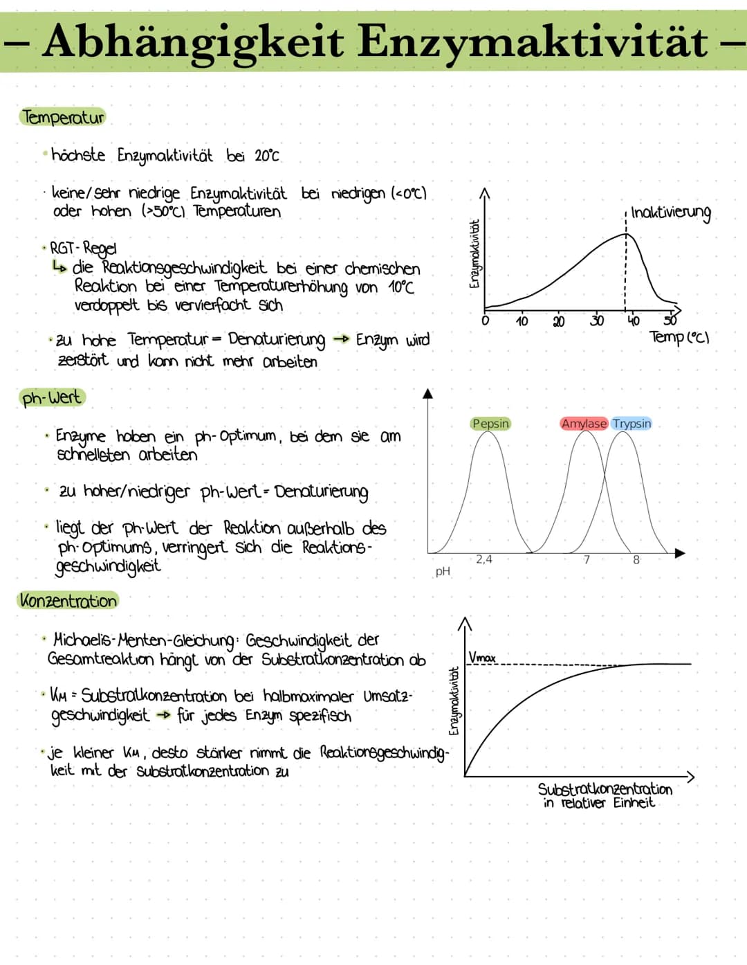 – Enzymgleichung/-reaktion –
•E+S = Enzym-Substrat- Komplex = E+P
Das Substrat bindet an das aktive Zentrum des Enzyms
↳ Enzym-Substrat - Ko