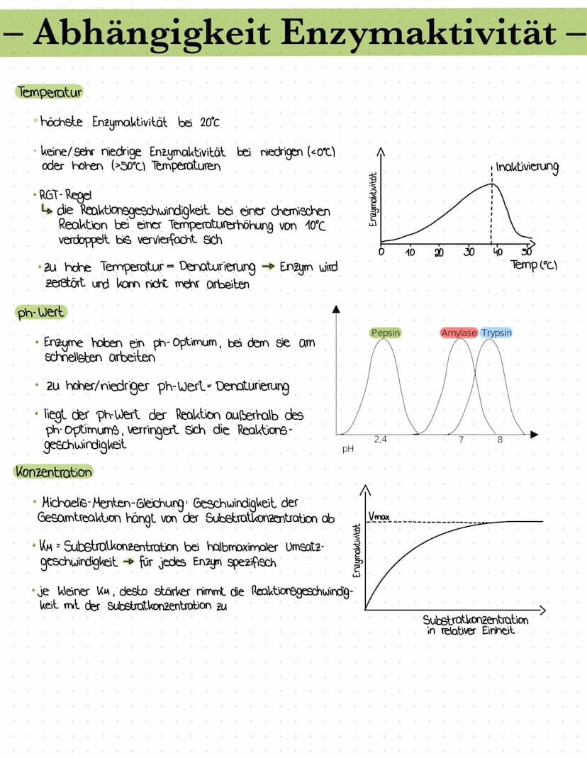 – Enzymgleichung/-reaktion –
•E+S = Enzym-Substrat- Komplex = E+P
Das Substrat bindet an das aktive Zentrum des Enzyms
↳ Enzym-Substrat - Ko