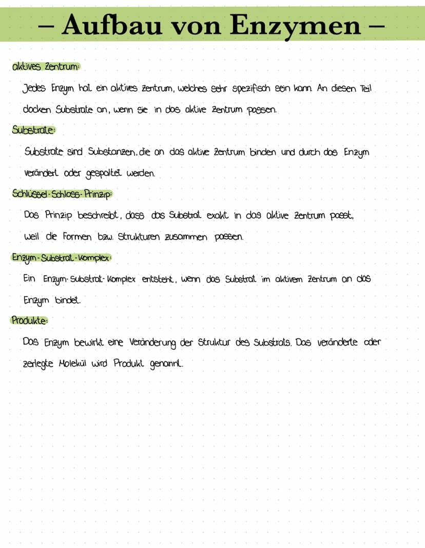 – Enzymgleichung/-reaktion –
•E+S = Enzym-Substrat- Komplex = E+P
Das Substrat bindet an das aktive Zentrum des Enzyms
↳ Enzym-Substrat - Ko