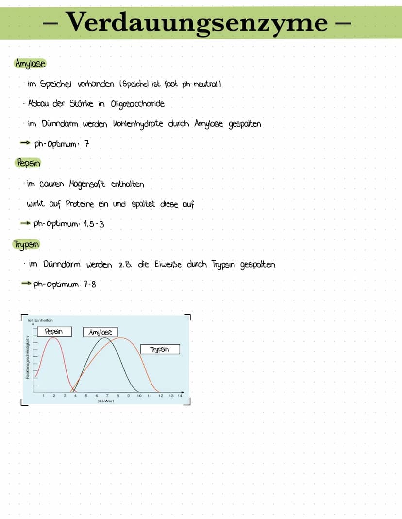 – Enzymgleichung/-reaktion –
•E+S = Enzym-Substrat- Komplex = E+P
Das Substrat bindet an das aktive Zentrum des Enzyms
↳ Enzym-Substrat - Ko