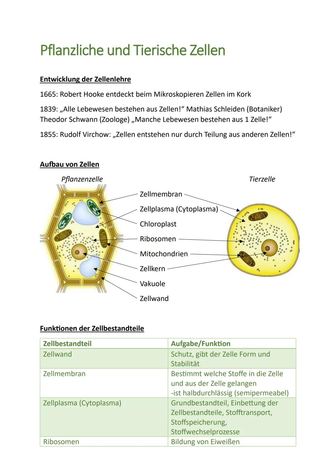 # Pflanzliche und Tierische Zellen

Entwicklung der Zellenlehre

1665: Robert Hooke entdeckt beim Mikroskopieren Zellen im Kork

1839: „Alle