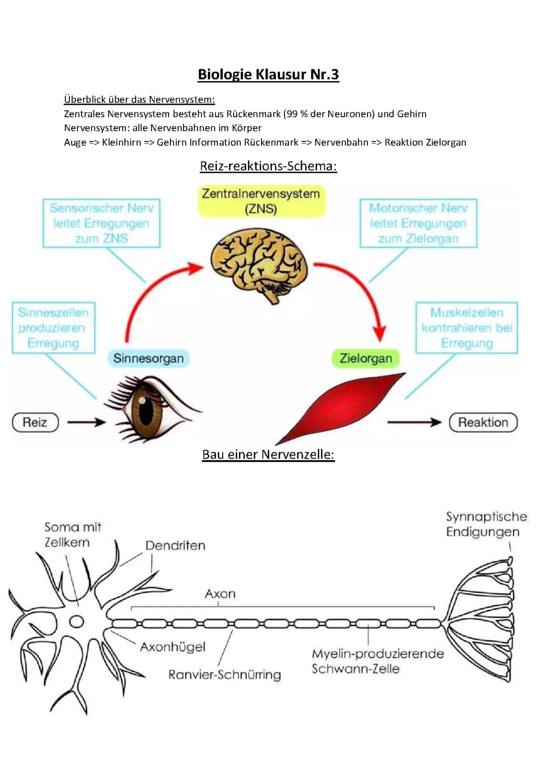 Biologie Oberstufe Gk Nerven