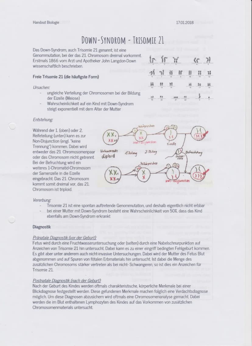 Stichpunktzettel Biologie
Einstieg (4 Bilder)
Wir lesen euch als kleinen Einstieg zu jeder Person deren kleine Geschichte vor.
Bild 1: Laura