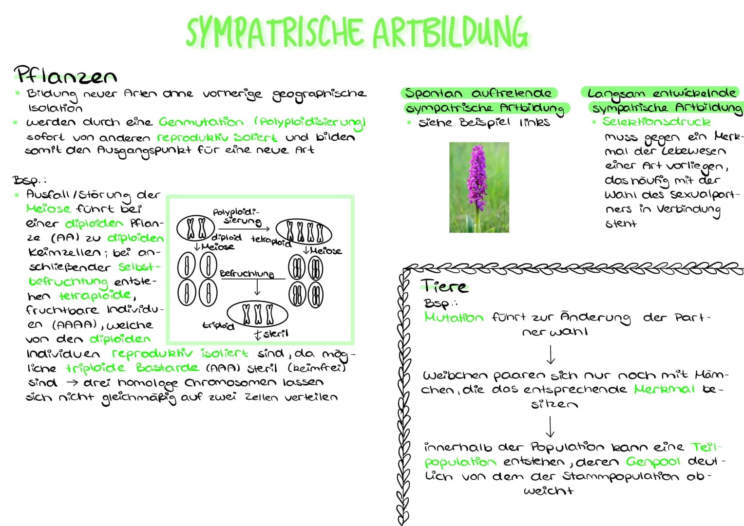 Pflanzen
Bildung neuer Arten ohne vorherige geographische
Isolation
SYMPATRISCHE ARTBILDUNG
Bsp.:
●
werden durch eine Genmutation (Polyploid