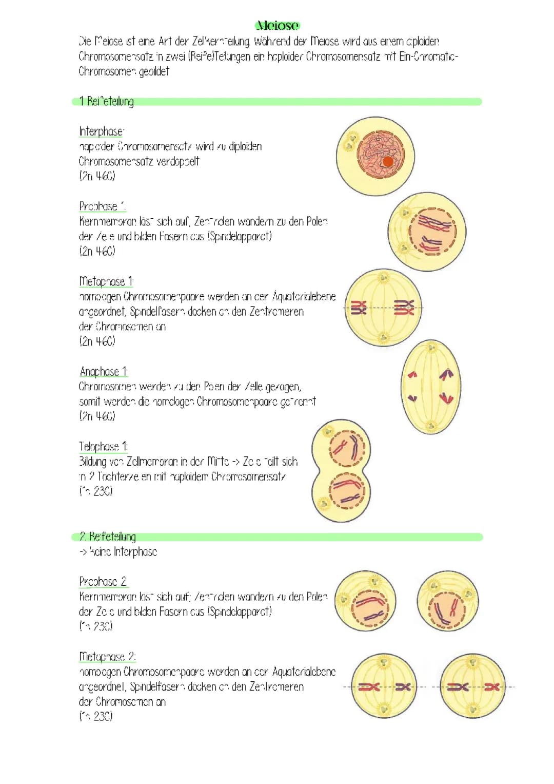 Meiose 