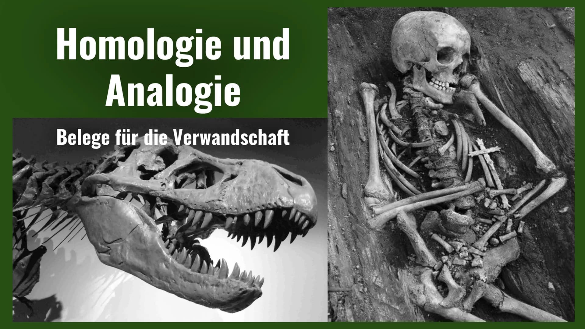 Homologie und
Analogie
Belege für die Verwandschaft Gliederung
Homologien
Homologiekriterien
Divergenz
Analogien
Konvergenz
Vergleich: Homol