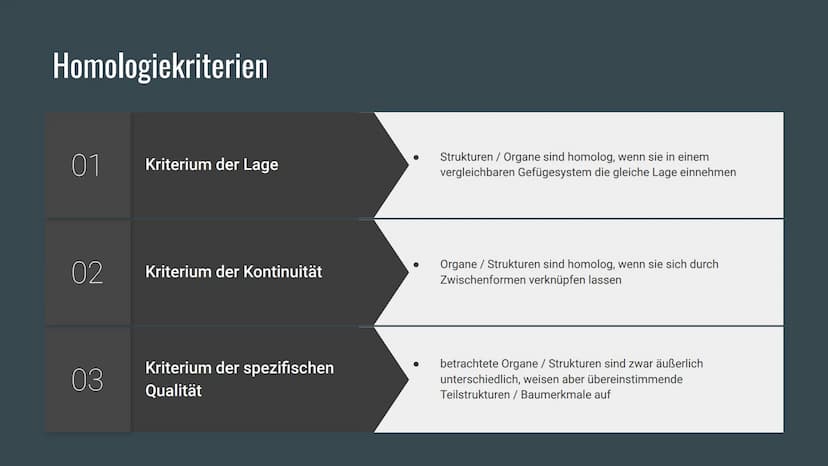Homologie und
Analogie
Belege für die Verwandschaft Gliederung
Homologien
Homologiekriterien
Divergenz
Analogien
Konvergenz
Vergleich: Homol