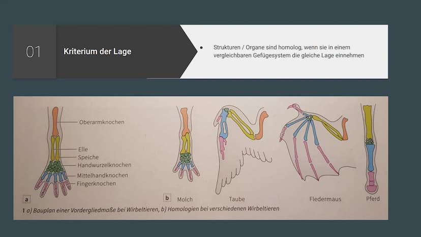 Homologie und
Analogie
Belege für die Verwandschaft Gliederung
Homologien
Homologiekriterien
Divergenz
Analogien
Konvergenz
Vergleich: Homol