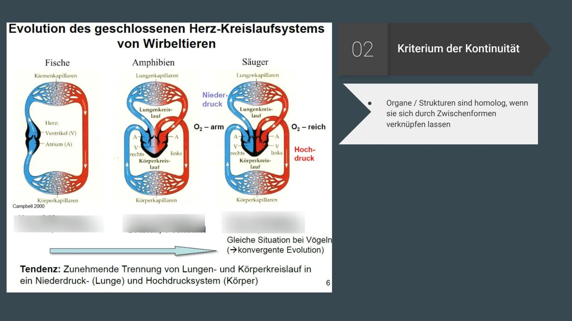 Homologie und
Analogie
Belege für die Verwandschaft Gliederung
Homologien
Homologiekriterien
Divergenz
Analogien
Konvergenz
Vergleich: Homol