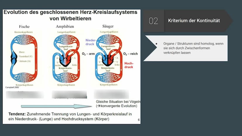 Homologie und
Analogie
Belege für die Verwandschaft Gliederung
Homologien
Homologiekriterien
Divergenz
Analogien
Konvergenz
Vergleich: Homol
