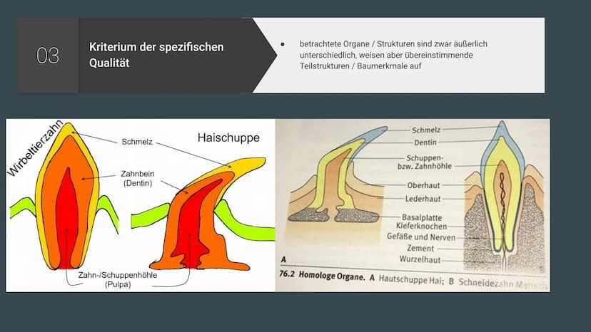 Homologie und
Analogie
Belege für die Verwandschaft Gliederung
Homologien
Homologiekriterien
Divergenz
Analogien
Konvergenz
Vergleich: Homol