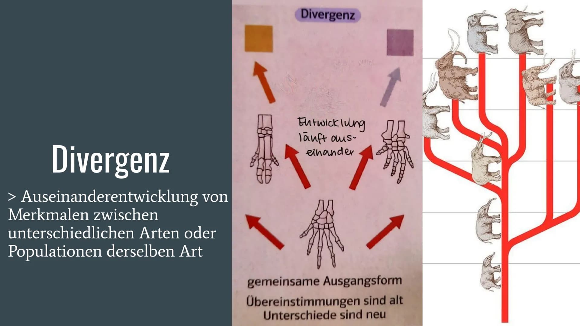 Homologie und
Analogie
Belege für die Verwandschaft Gliederung
Homologien
Homologiekriterien
Divergenz
Analogien
Konvergenz
Vergleich: Homol
