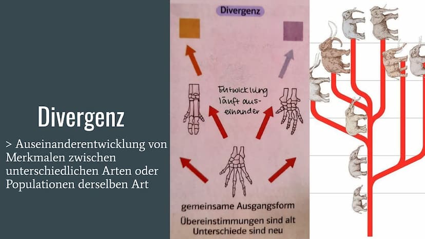 Homologie und
Analogie
Belege für die Verwandschaft Gliederung
Homologien
Homologiekriterien
Divergenz
Analogien
Konvergenz
Vergleich: Homol