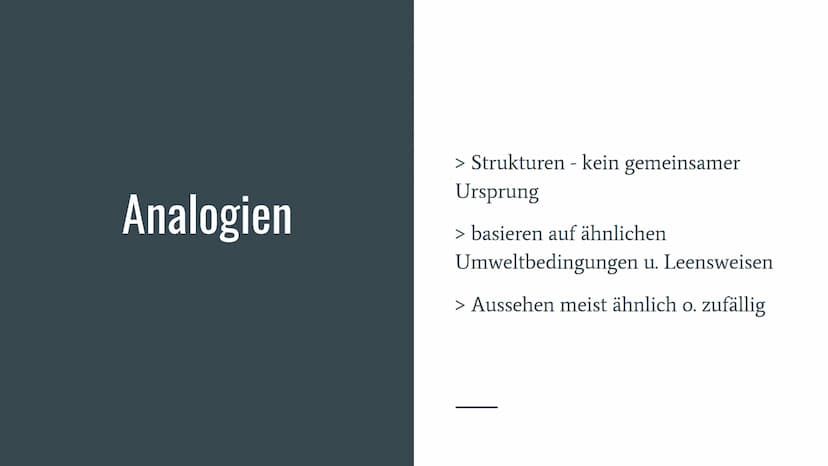 Homologie und
Analogie
Belege für die Verwandschaft Gliederung
Homologien
Homologiekriterien
Divergenz
Analogien
Konvergenz
Vergleich: Homol