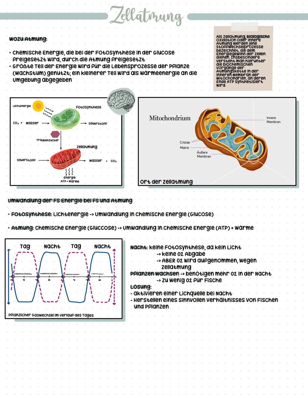 # Zellatmung

wozu Atmung:

- chemische Energie, die bei der Fotosynthese in der Glucose
freigesetzt wird, durch die Atmung freigesetzt
- Gr