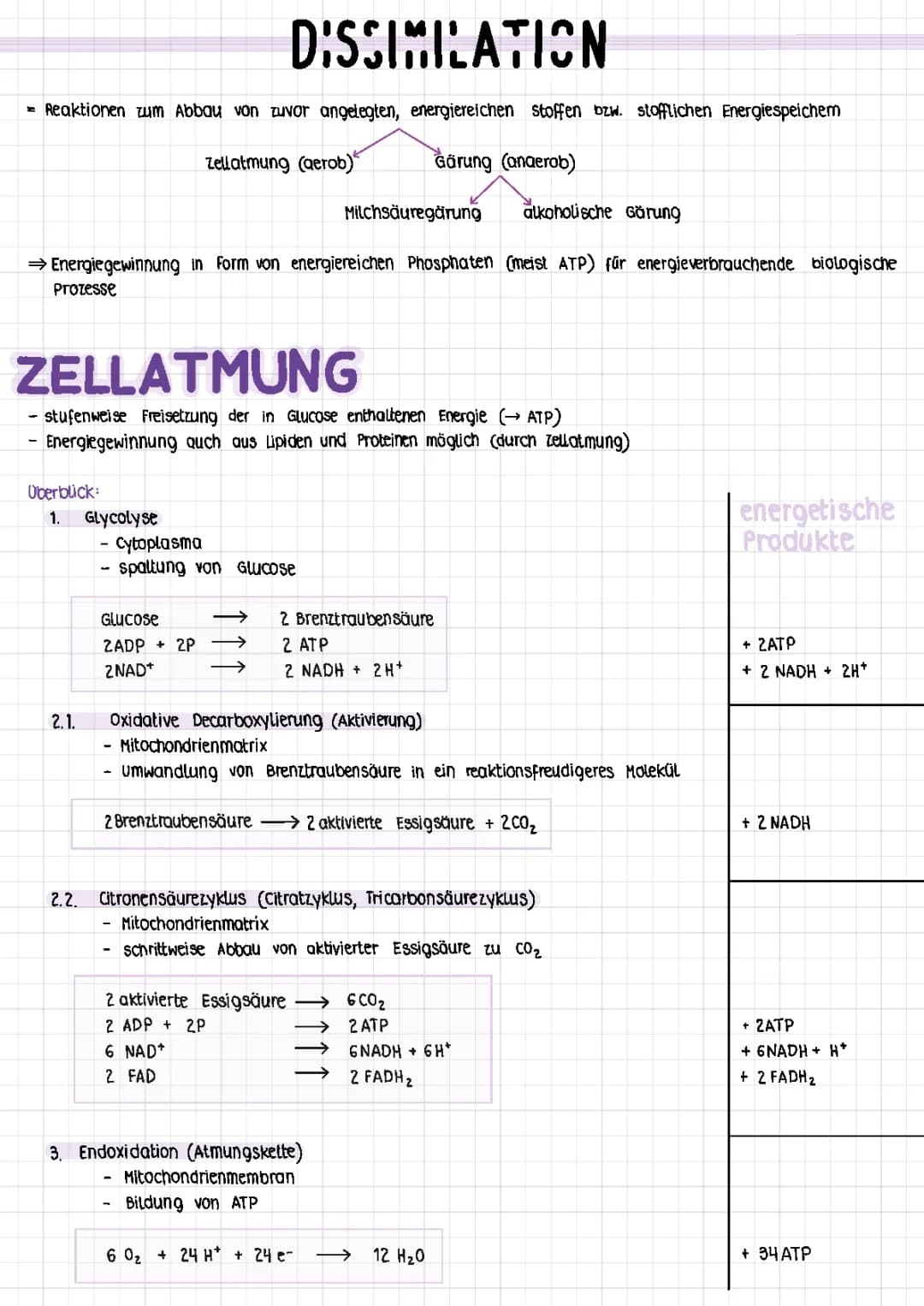 Dissimilation - Zellatmung und Gärung
