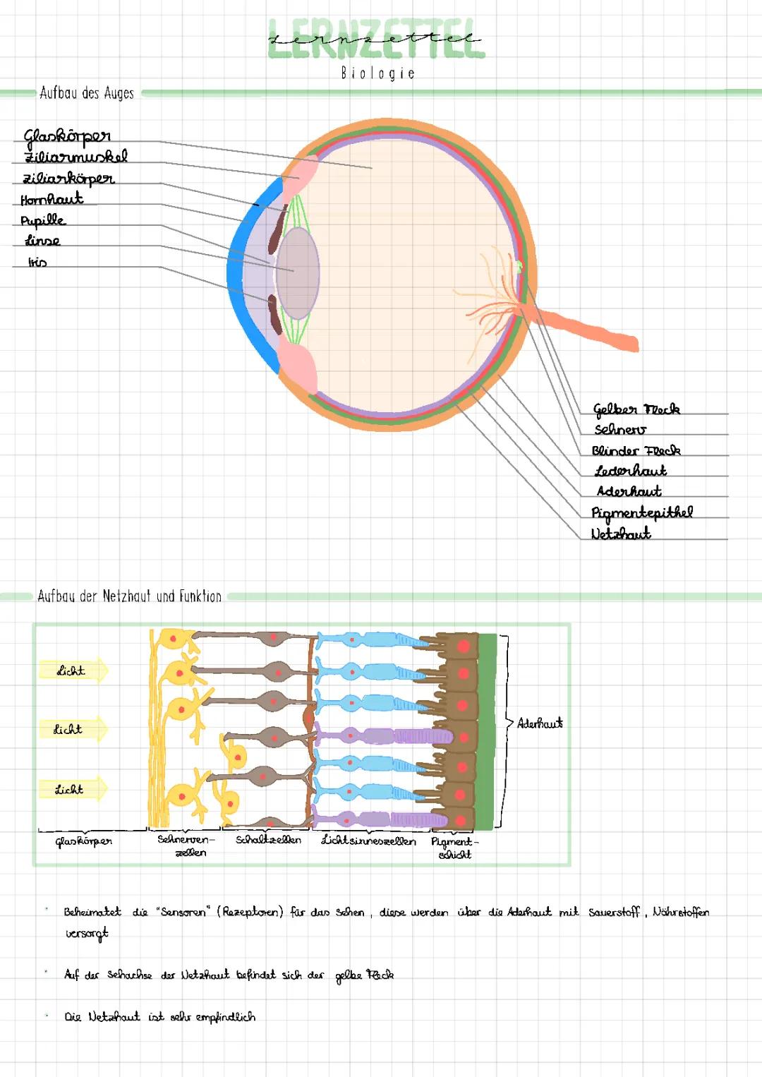 Das Auge: Aufbau und Funktion einfach erklärt