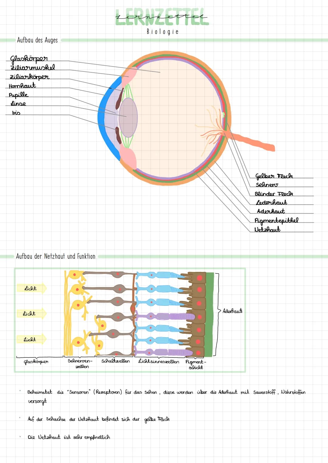 Aufbau des Auges
Glaskörper
Ziliarmuskel
ziliarkörper
Hornhaut
Pupille
Linse
Iris
Aufbau der Netzhaut und Funktion
Licht
Licht
Licht
Glaskör