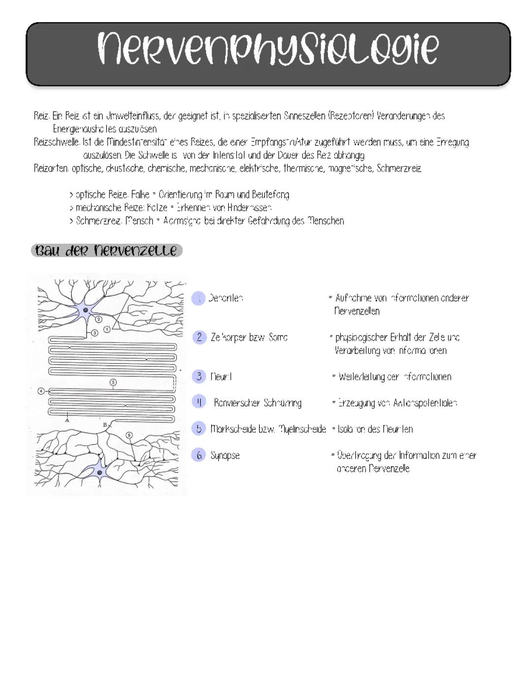Nervenphysiologie 