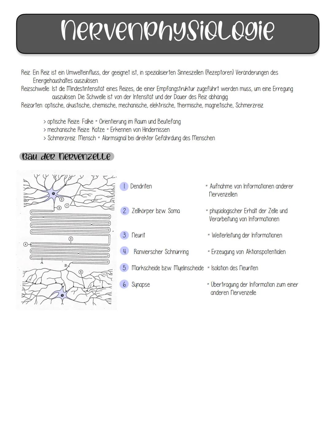 nervenphysiologie
Reiz: Ein Reiz ist ein Umwelteinfluss, der geeignet ist, in spezialisierten Sinneszellen (Rezeptoren) Veränderungen des
En