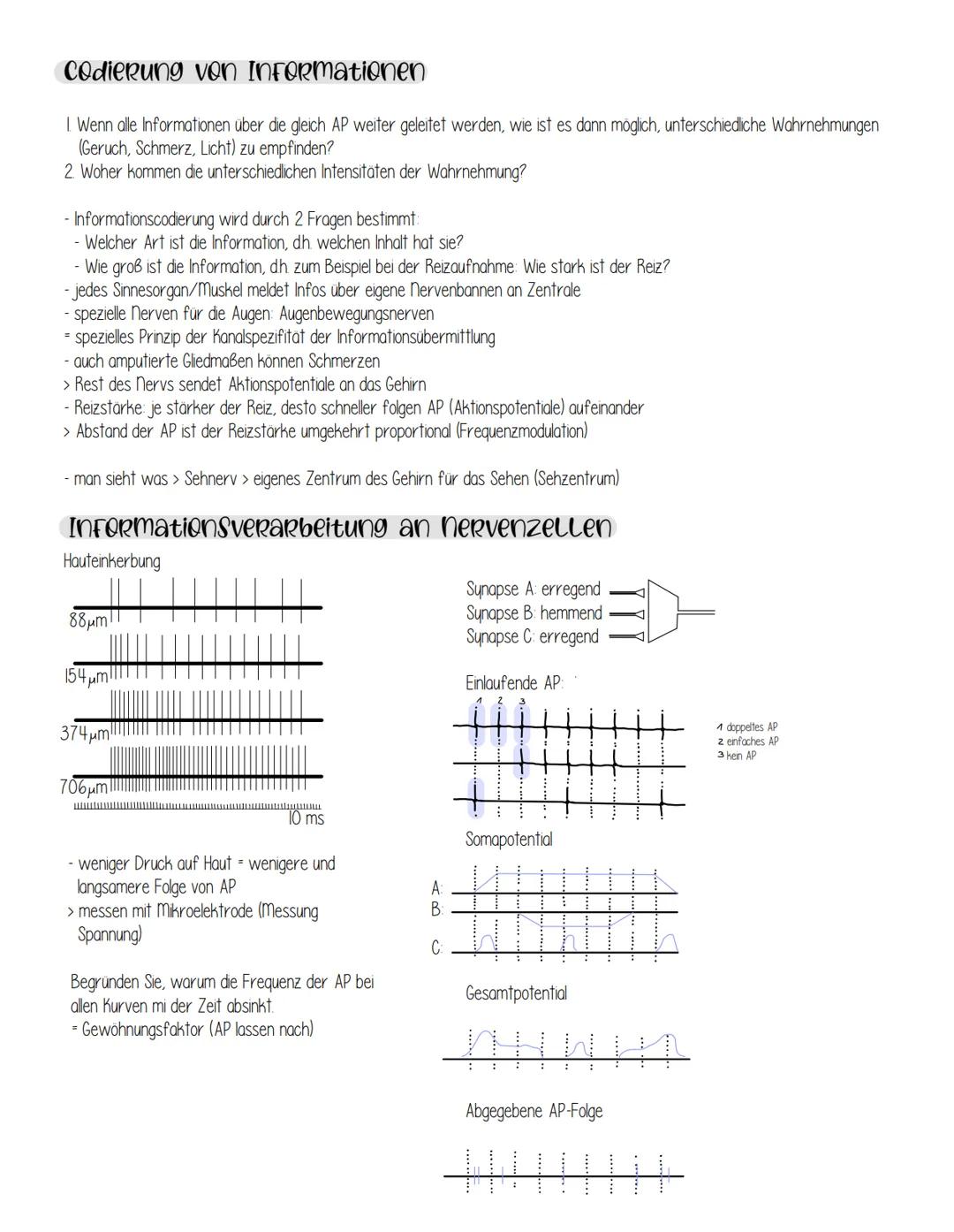 nervenphysiologie
Reiz: Ein Reiz ist ein Umwelteinfluss, der geeignet ist, in spezialisierten Sinneszellen (Rezeptoren) Veränderungen des
En
