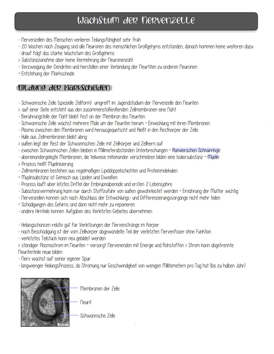 nervenphysiologie
Reiz: Ein Reiz ist ein Umwelteinfluss, der geeignet ist, in spezialisierten Sinneszellen (Rezeptoren) Veränderungen des
En