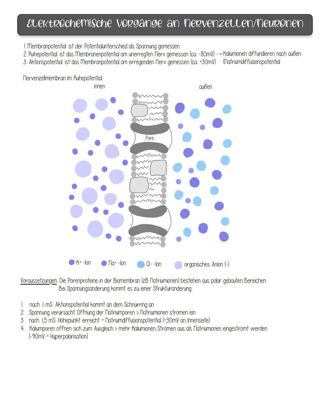 nervenphysiologie
Reiz: Ein Reiz ist ein Umwelteinfluss, der geeignet ist, in spezialisierten Sinneszellen (Rezeptoren) Veränderungen des
En