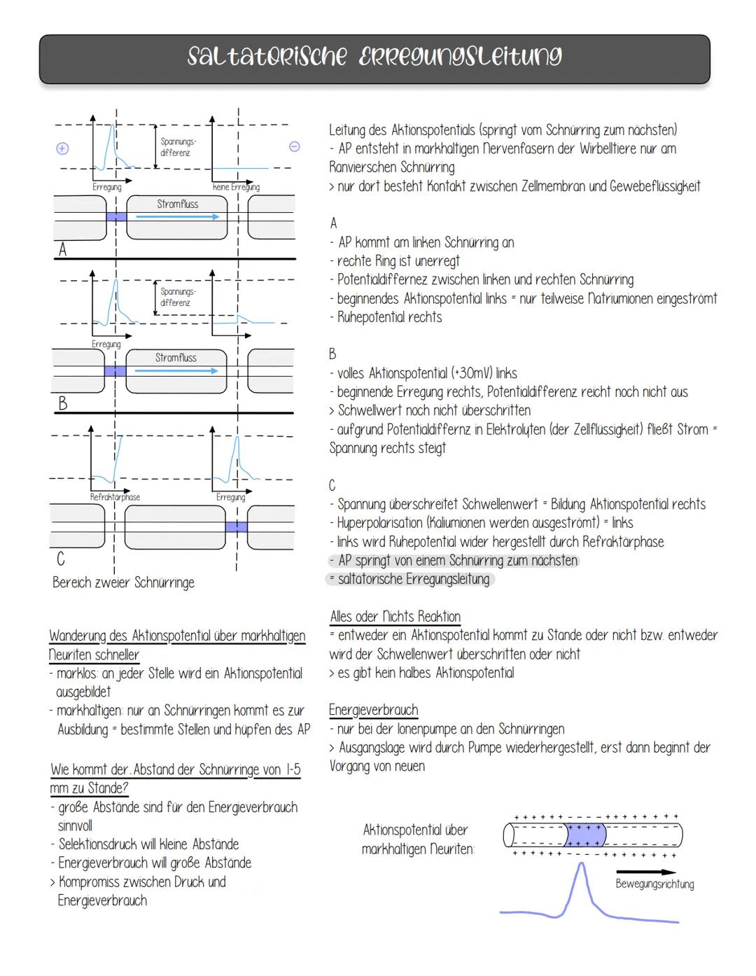 nervenphysiologie
Reiz: Ein Reiz ist ein Umwelteinfluss, der geeignet ist, in spezialisierten Sinneszellen (Rezeptoren) Veränderungen des
En