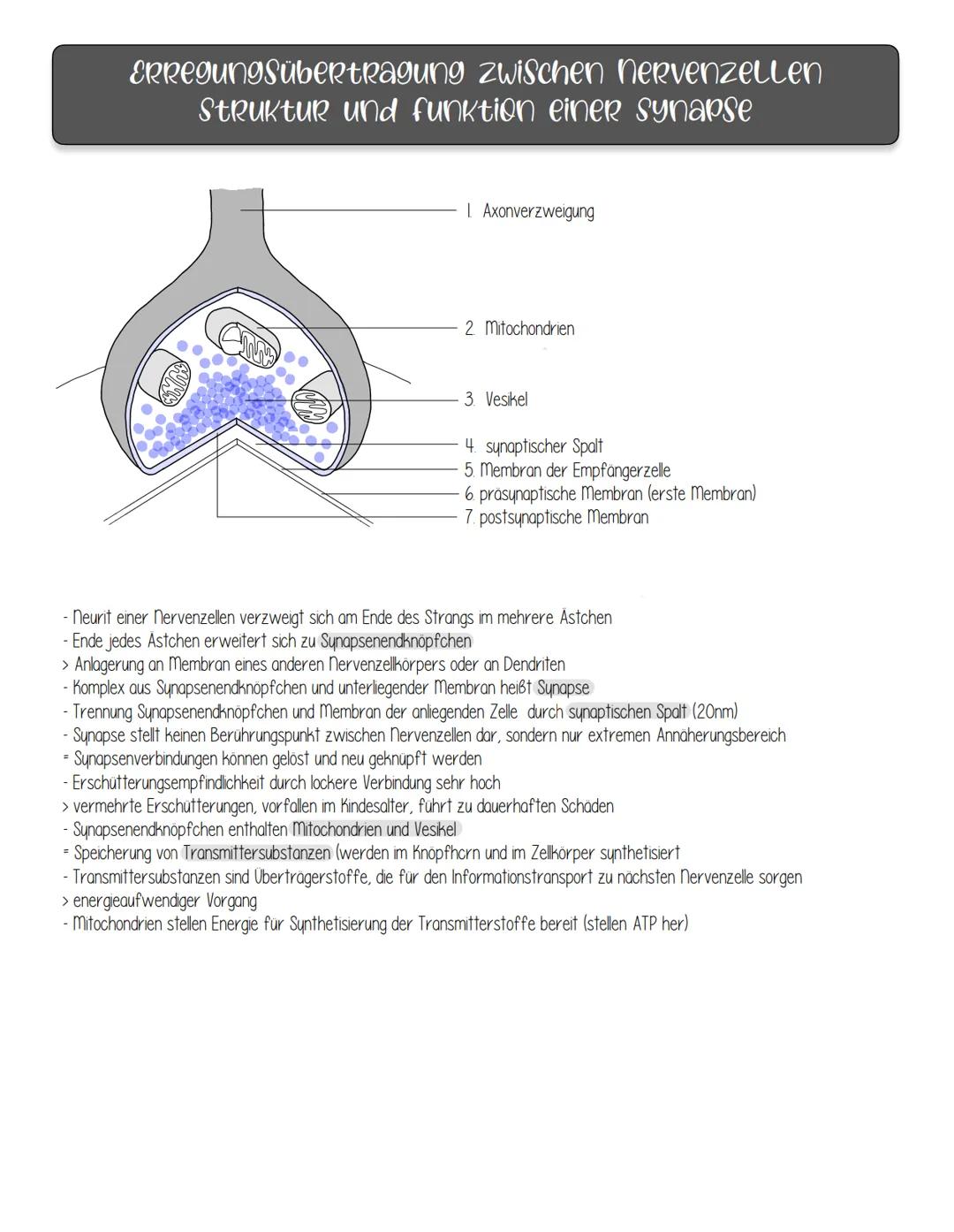nervenphysiologie
Reiz: Ein Reiz ist ein Umwelteinfluss, der geeignet ist, in spezialisierten Sinneszellen (Rezeptoren) Veränderungen des
En