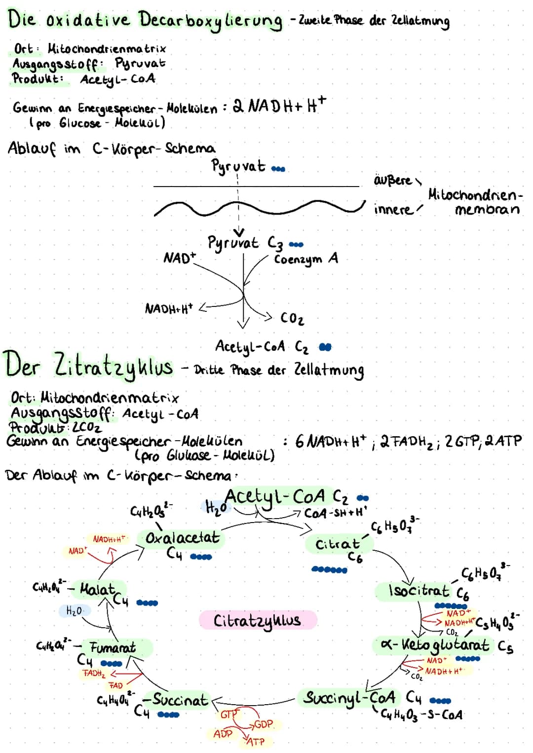 zellatmung