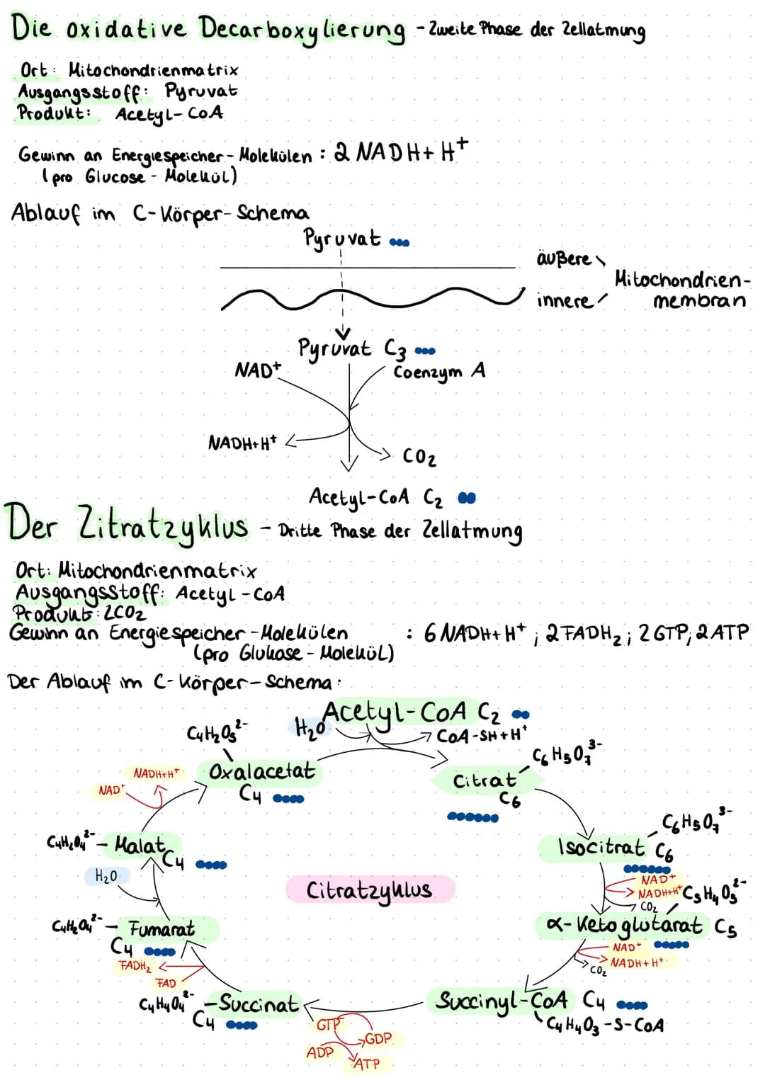 Die oxidative Decarboxylierung - Zweite Phase der Zellatming
Ort: Mitochondrienmatrix
Ausgangsstoff: Pyruvat
Produkt: Acetyl-CoA.
Gewinn an 