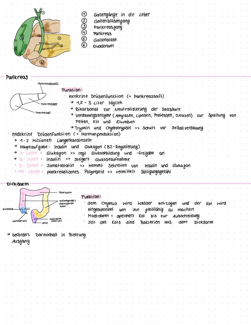 Klausur
Klausurthemen
Prävention; Gesundheitsförderung.
weg der Nahrung vom Hund
(was geschiet in den
(-Erkrankungen (Metabolisches Syndrom,