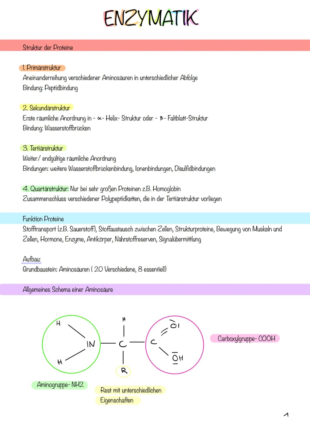 Struktur der Proteine
1. Primärstruktur
Aneinanderreihung verschiedener Aminosäuren in unterschiedlicher Abfolge
Bindung: Peptidbindung
2. S