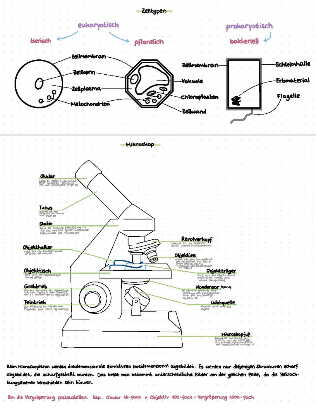 Mikroskop Aufbau und Funktion: Dein Cooles Arbeitsblatt mit Lösungen und PDF