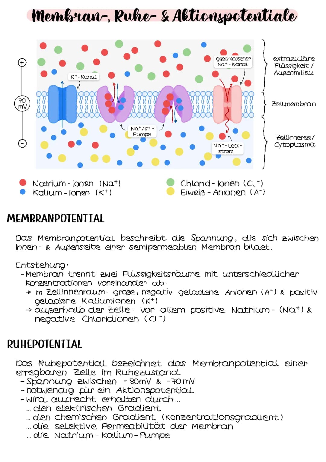 Membran-, Ruhe- & Aktionspotential | Neurobiologie 