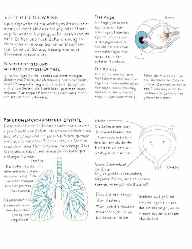 Know Epithelgewebe thumbnail