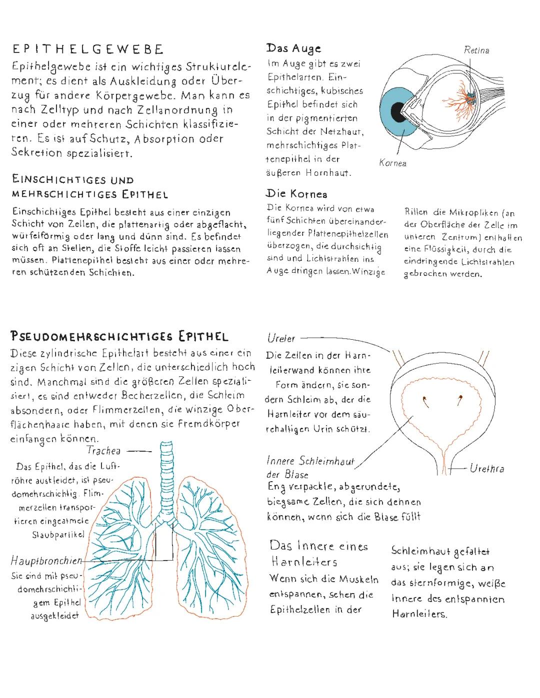 Epithelgewebe einfach erklärt: Einschichtiges, Mehrschichtiges und Hochprismatisches Epithel