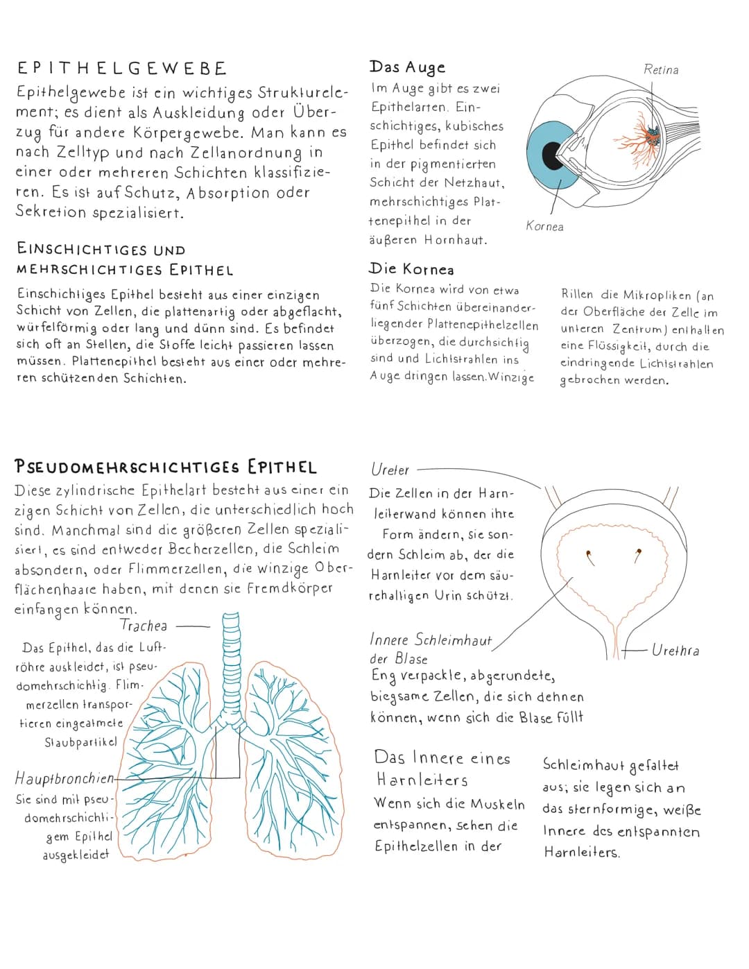 EPITHELGEWEBE
Epithelgewebe ist ein wichtiges Strukturele-
ment; es dient als Auskleidung oder Über-
zug für andere Körpergewebe. Man kann e