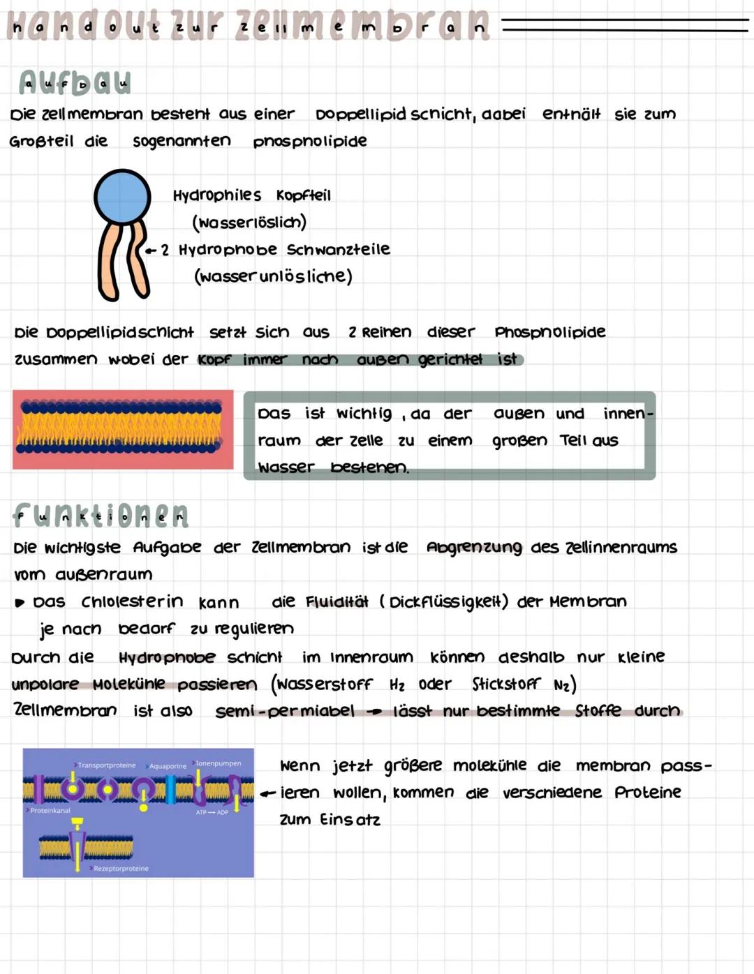 # Handout zur Zelimembran

Aufbau
Die zell membran bestent aus einer Doppellipid schicht, aabei enthält sie zum
Großteil die sogenannten pho