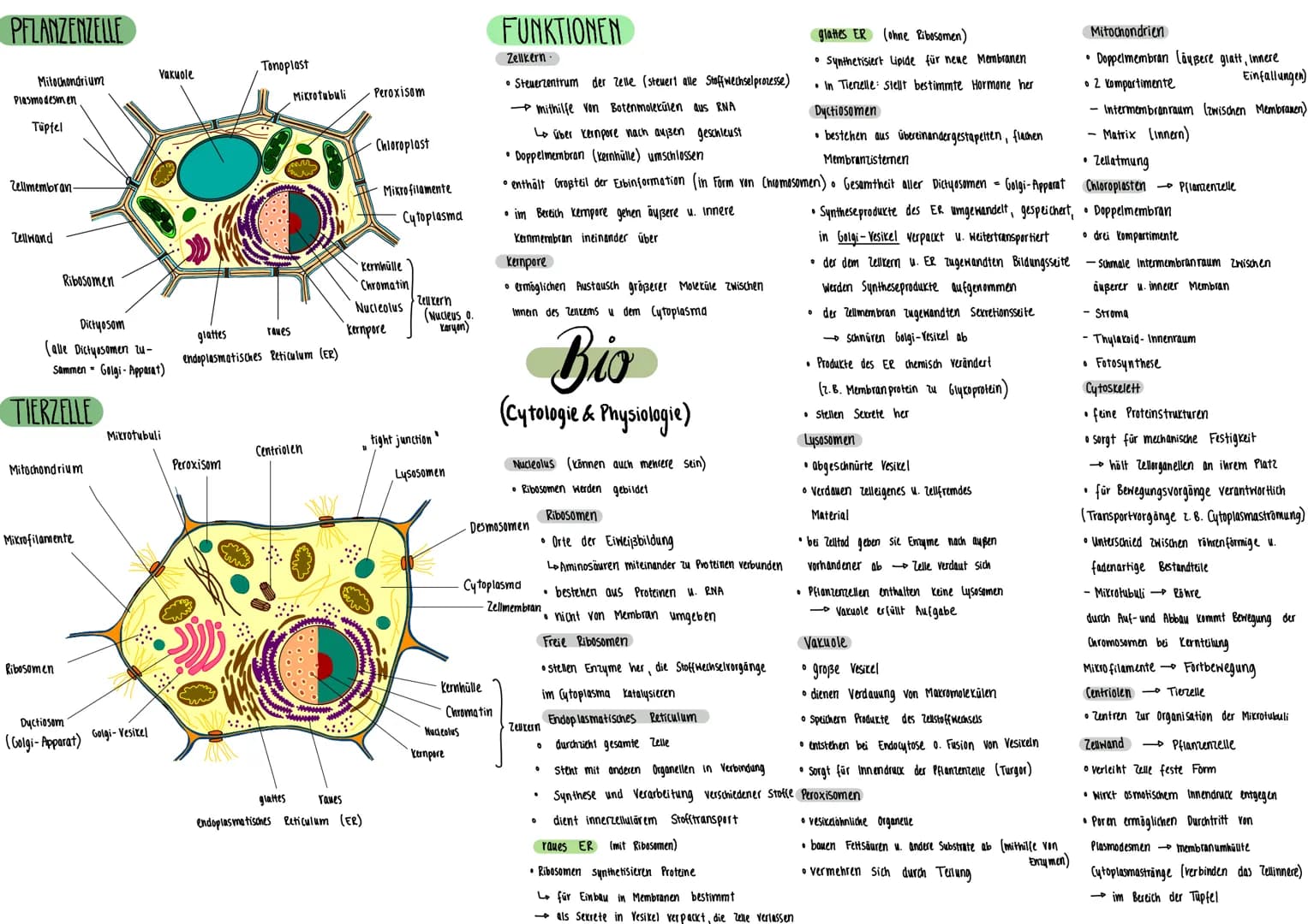 PFLANZENZELLE
Mitochondrium
Plasmodesmen
Tüpfel
Zellmembran-
Zellwand
Ribosomen
Dictyosom
(alle Dictyosomen zu-
Sammen - Golgi- Apparat)
TIE
