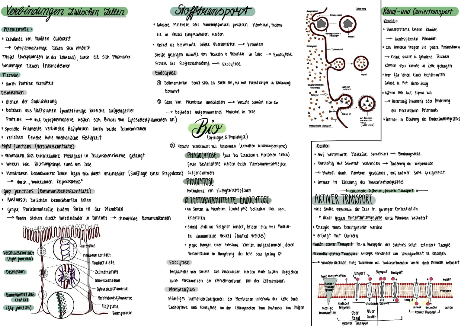 PFLANZENZELLE
Mitochondrium
Plasmodesmen
Tüpfel
Zellmembran-
Zellwand
Ribosomen
Dictyosom
(alle Dictyosomen zu-
Sammen - Golgi- Apparat)
TIE
