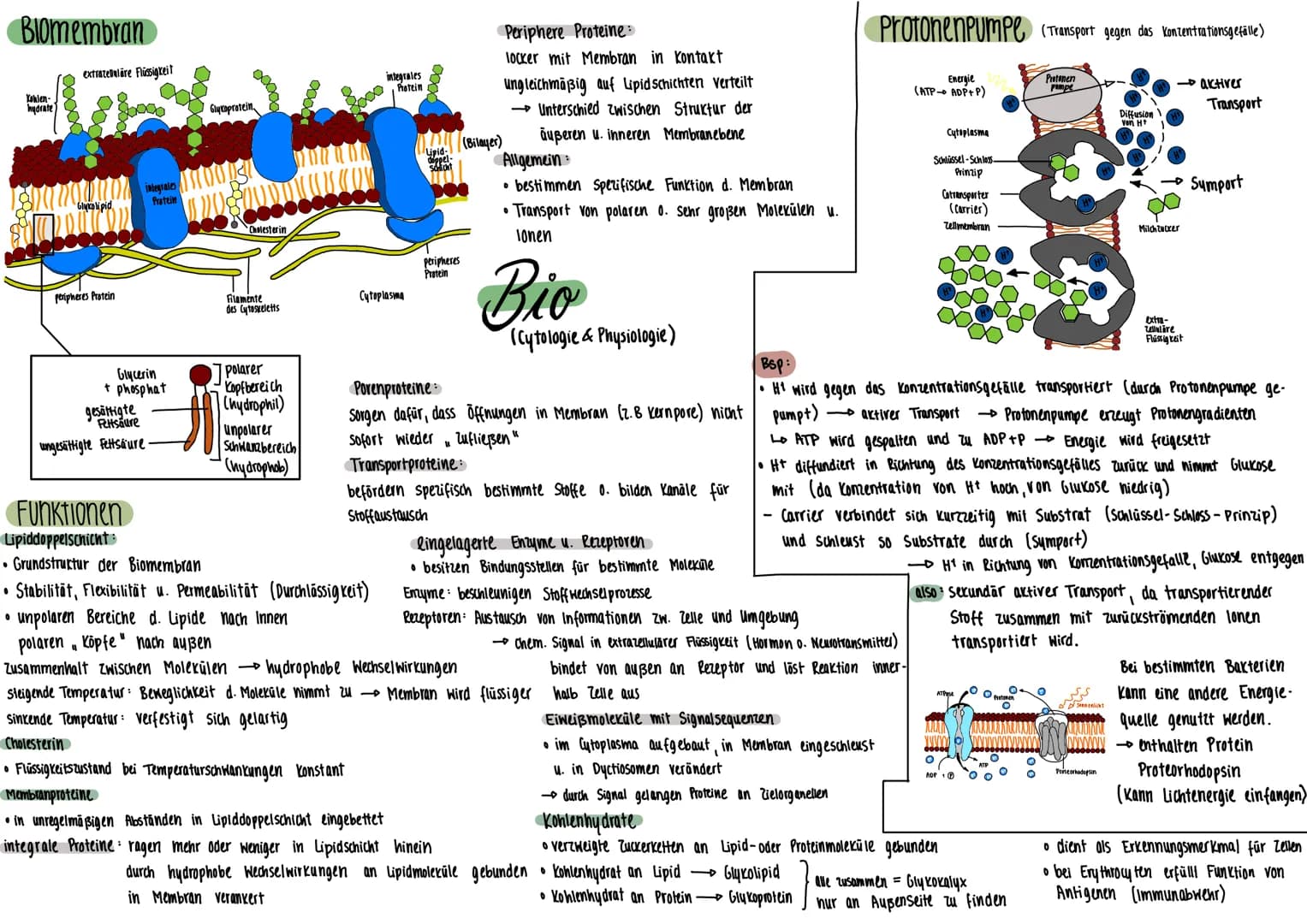 PFLANZENZELLE
Mitochondrium
Plasmodesmen
Tüpfel
Zellmembran-
Zellwand
Ribosomen
Dictyosom
(alle Dictyosomen zu-
Sammen - Golgi- Apparat)
TIE