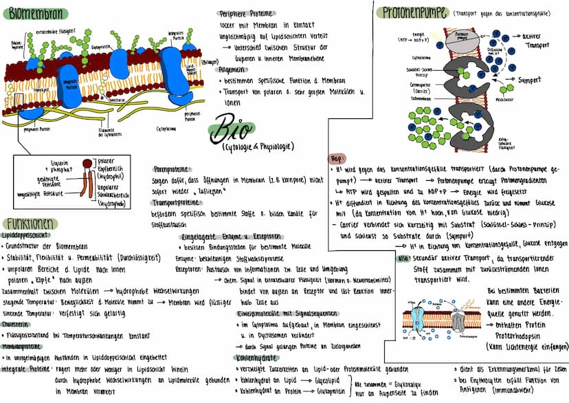 PFLANZENZELLE
Mitochondrium
Plasmodesmen
Tüpfel
Zellmembran-
Zellwand
Ribosomen
Dictyosom
(alle Dictyosomen zu-
Sammen - Golgi- Apparat)
TIE