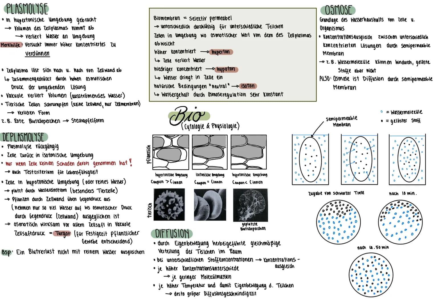 PFLANZENZELLE
Mitochondrium
Plasmodesmen
Tüpfel
Zellmembran-
Zellwand
Ribosomen
Dictyosom
(alle Dictyosomen zu-
Sammen - Golgi- Apparat)
TIE