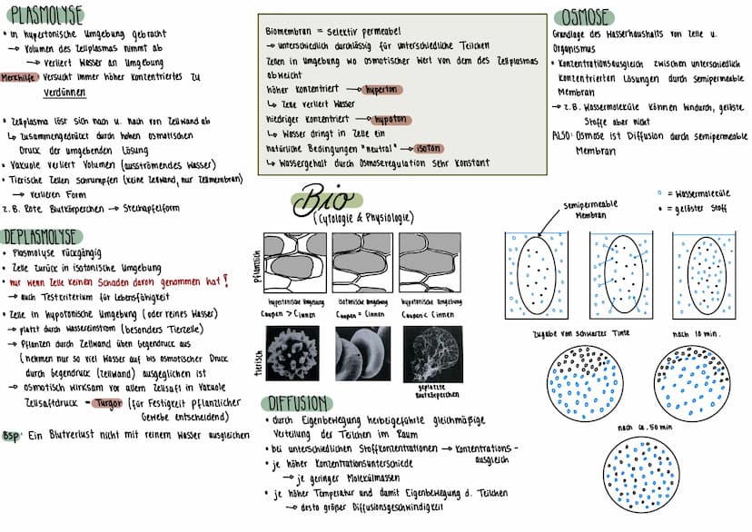PFLANZENZELLE
Mitochondrium
Plasmodesmen
Tüpfel
Zellmembran-
Zellwand
Ribosomen
Dictyosom
(alle Dictyosomen zu-
Sammen - Golgi- Apparat)
TIE